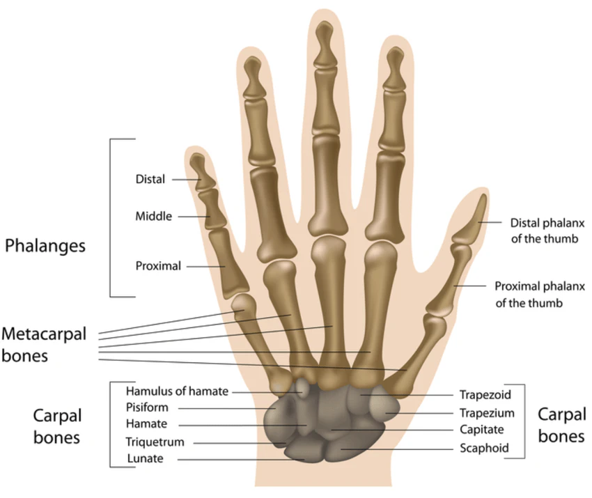 hand